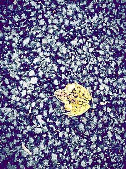 1958375_10153845151715487_1101635747_n